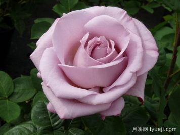 青衣月季/蓝色少女月季Blue Girl