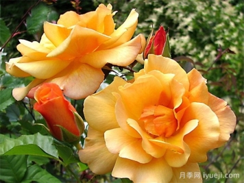 秋天日落月季Autumn Sunset