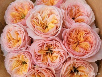 乔治娜花园月季Georgina Gardens