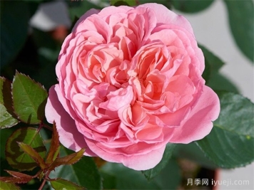 乔琳月季Joleen Renaissance