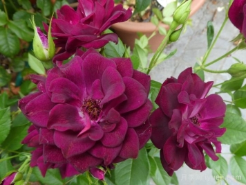 葡萄冰山月季Burgundy Iceberg