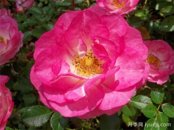 日出日落月季Sunrise Sunset