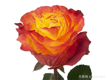 日落风情月季Sunset X-Pression