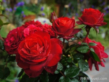 日蚀王阳台月季Eclipse King Terrazza