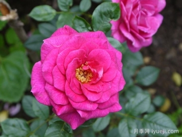 荣光女王月季/格洛丽安娜月季Gloriana