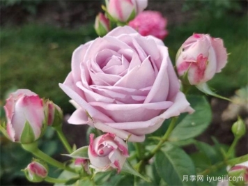 桑德拉文艺复兴月季/桑德拉重生Sandra Renaissance