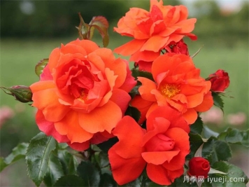 塞拉夫人月季/贾布鲁尼月季Jabulani