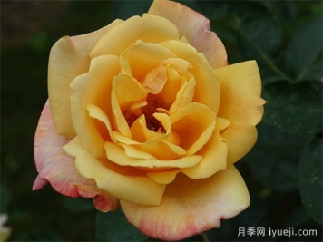 萨特黄金月季/苏丹黄金Sutter's Gold