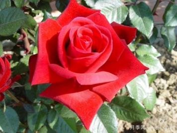 生日快乐月季/想念你月季Thinking of You