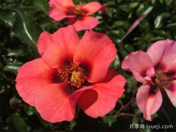 深红色甜蜜斑点月季Sweet Spot Ruby