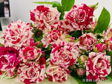 闪电舞月季Flash Dance