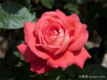 泰福茶月季Typhoo Tea