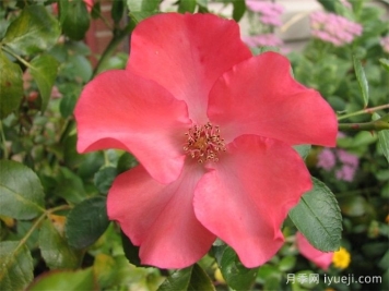 珊瑚地毯月季Flower Carpet Coral