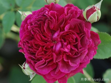 威廉莎士比亚2000月季William Shakespeare 2000