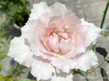 莎菲天使月季Saphiret