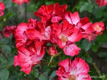 沙罗曼达月季/火蝾螈Salamander