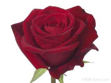 斯卡拉塔月季/斯嘉丽Scarlatta