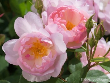 斯卡堡集市月季/斯卡布罗集市月季Scarborough Fair