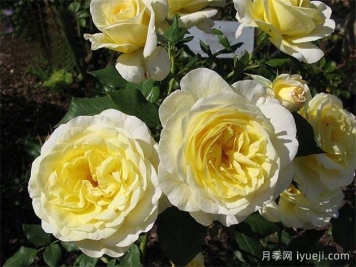 斯德哥尔摩月季Stockholm