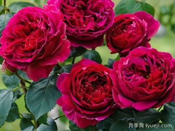 双人芭蕾月季Pas de deux