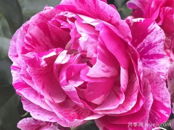 树莓条纹月季Raspberry Stripe