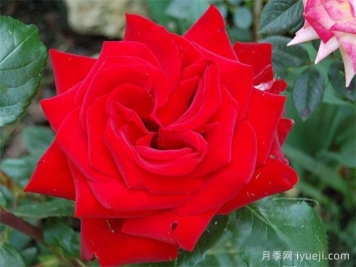 世纪日落月季Century Sunset