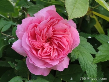 狮子慈善月季Lions Charity