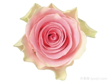 速腾月季/炫速Top Gear