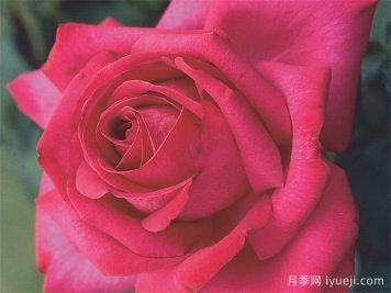 诉说月季/丰腴美人/花园女王/旺达菲拉格慕Parole