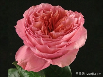 糖果激情月季/糖果印象Candy X-Pression