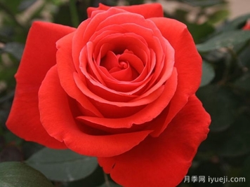 绯扇月季/菲扇Hiogi