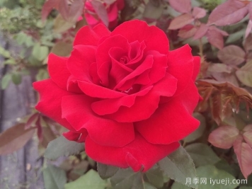 梅朗口红月季/梅郎口红Rouge