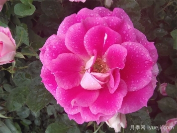 仙境月季Carefree Wonder