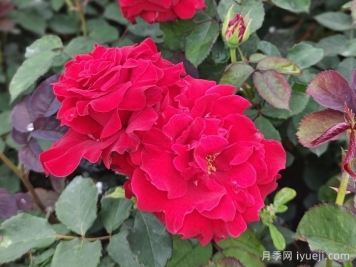 萨曼莎月季Samantha