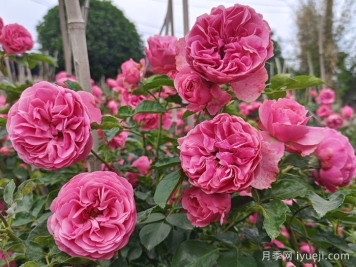 粉色达芬奇月季/粉达月季Leonardo da Vinci