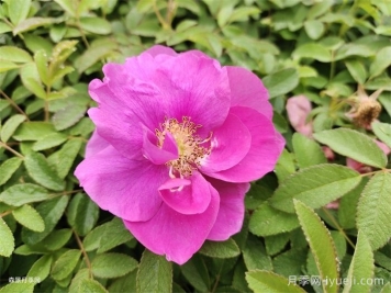 四季玫瑰/紫枝玫瑰/平阴二号