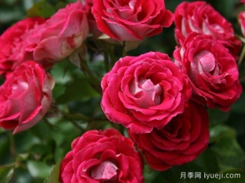 红宝石冰月季/岳之梦Ruby Ice