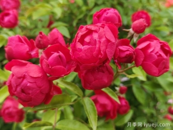 月季名品红木香的应用价值