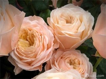 天堂海滩月季/沙滩乐园Paradise Beach