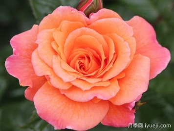 天堂的味道月季/天堂香气月季Scent From Heaven