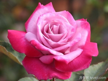 天堂月季/燃烧的天空Paradise