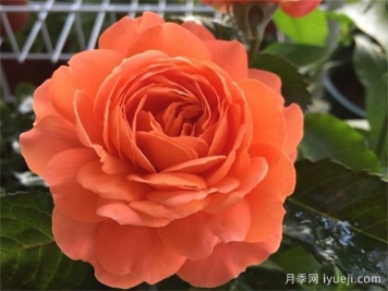 土星王阳台月季Saturnus King Terrazza