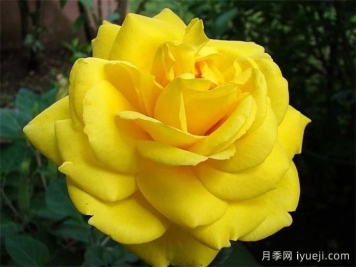 图卢兹月季/图卢兹劳特累克Toulouse-Lautrec