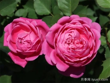 童话奏鸣曲月季Marchen Kugel