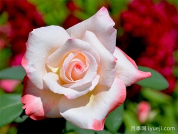 甜言蜜语月季Soft Whisper