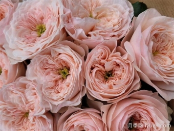 甜蜜钻石月季Sweet Diamond