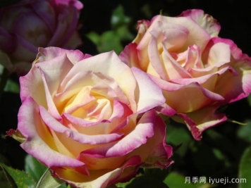 甜蜜尤里卡月季Sweet Eureka