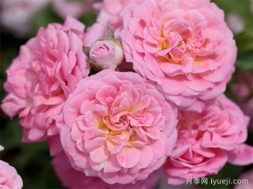 甜蜜漂流月季Sweet Drift