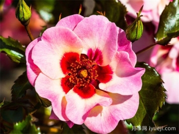 甜蜜巴比伦眼睛月季Sweet Babylon Eyes