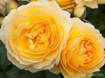 我的爸爸月季My Dad